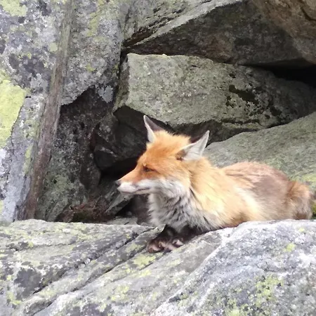 Pod Tatrami * Vel'ka Lomnica